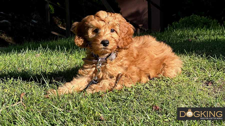 Cachorro en el césped Cobberdog cachorro tumbado en el césped disfrutando del sol.