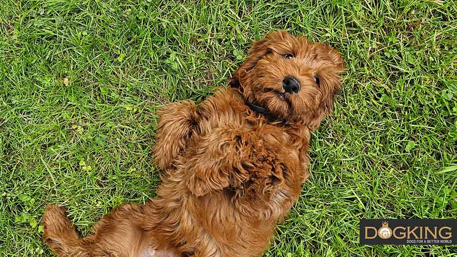 Perrito relajado en la hierba Cobberdog tumbado boca arriba en el césped mostrando una postura relajada.