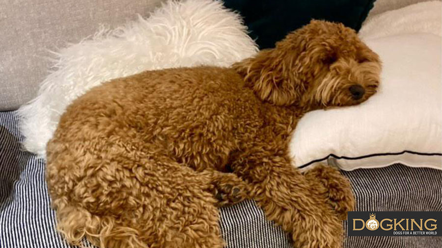 Cobberdog schläft tief und träumt.