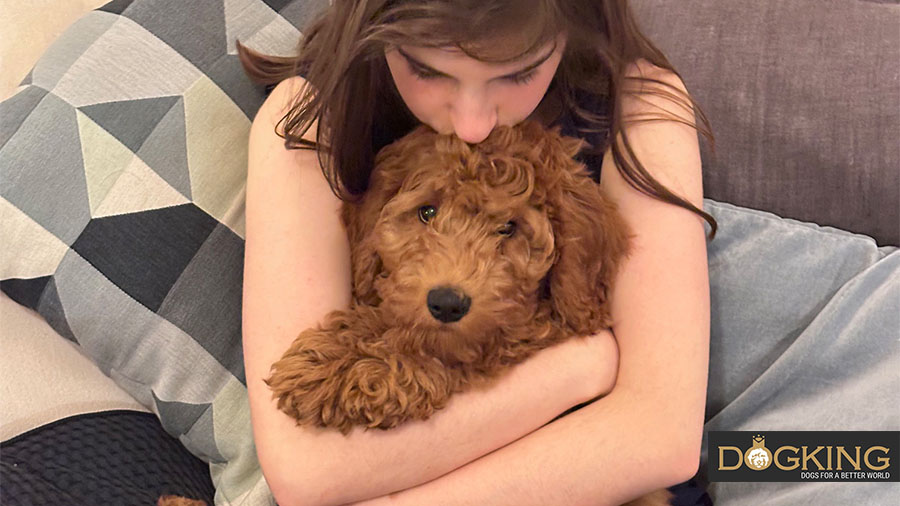 Person, die ihren glücklichen Cobberdog streichelt und umarmt.