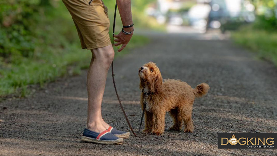 Cobberdog geht ruhig an der Leine spazieren.