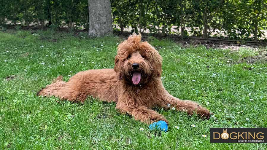 Cobberdog spielt im grünen Gras.