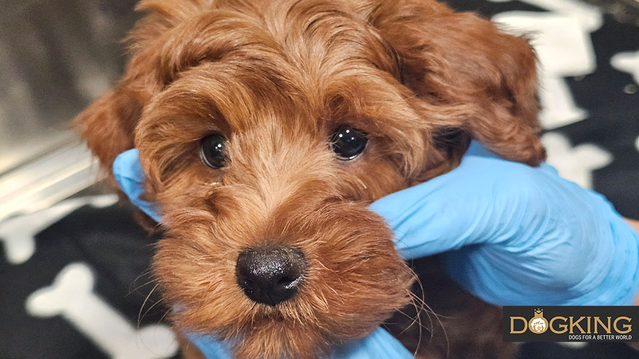 Tierarzt untersucht einen Hund in der Klinik.
