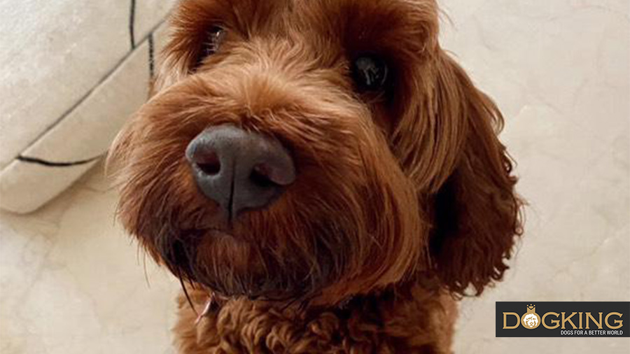 Nahaufnahme der Nase eines Hundes.