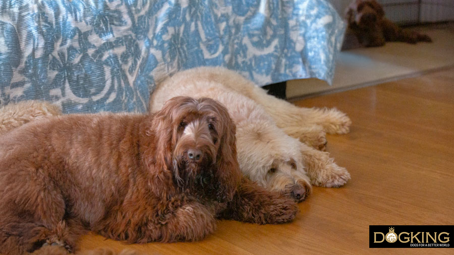 Sleeping more peacefully Dogs sleeping next to their owner's bed.