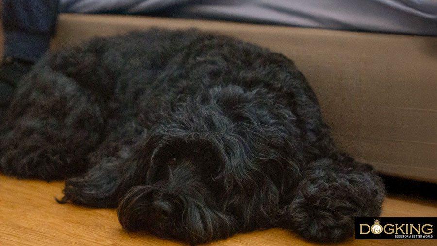 Calming my fears Dog next to its owner resting