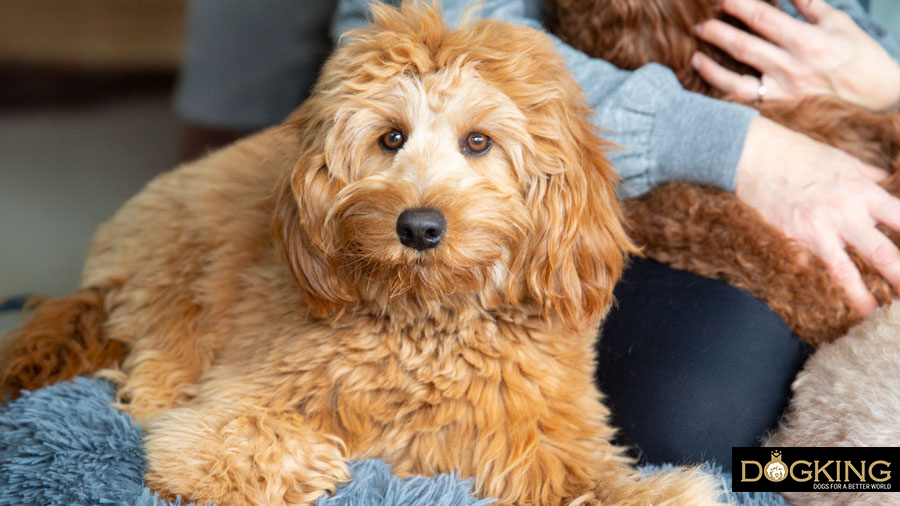Closeness while sleeping Dog next to its owner