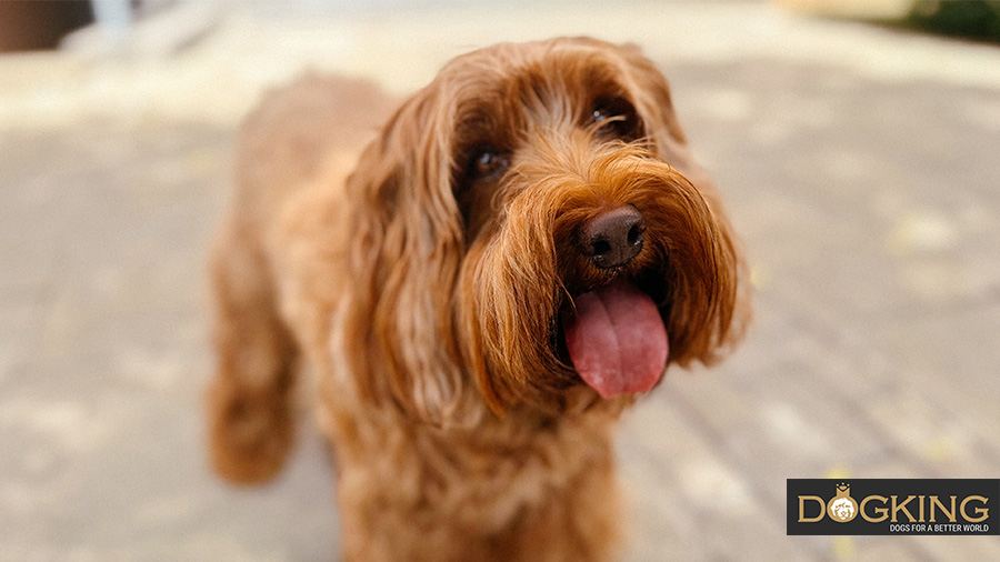 Shy Cobberdog looking to the side.