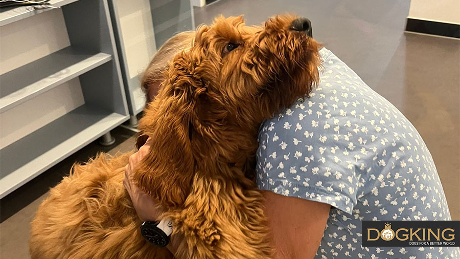 Person hugging their cobberdog.