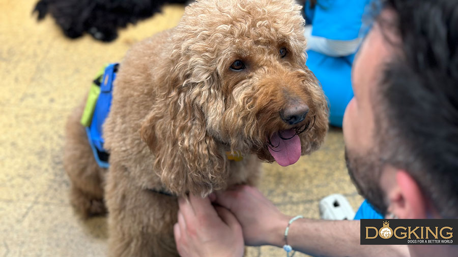 Therapy cobberdog with its trainer.