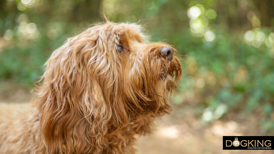 Dog paying attention to its owner