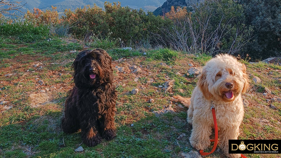 Dog walking in the mountains