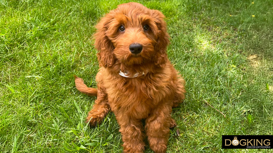 yes or no Litter tray for dogs