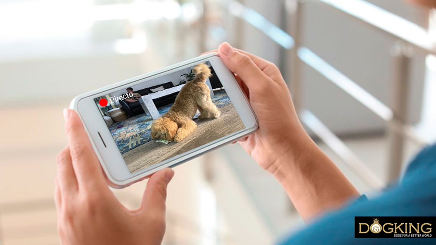 Viewing through the camera