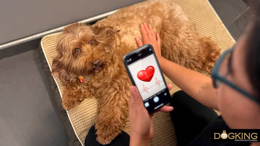 Checking my dog's health