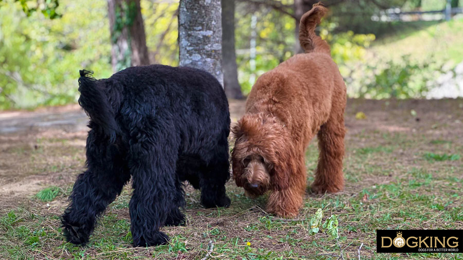 Healthy ritual Dogs sniffing each other