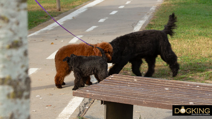 Dog greeting Dogs greeting each other in their own way