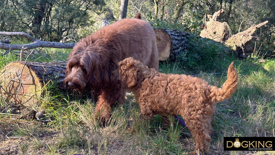 Canine ritual Dogs performing their ritual