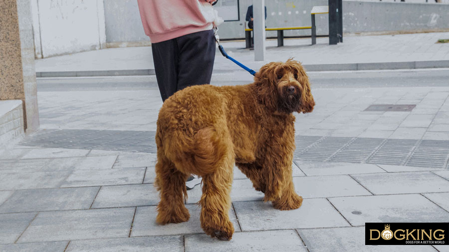 Dogs' needs Person not letting their dog say hello