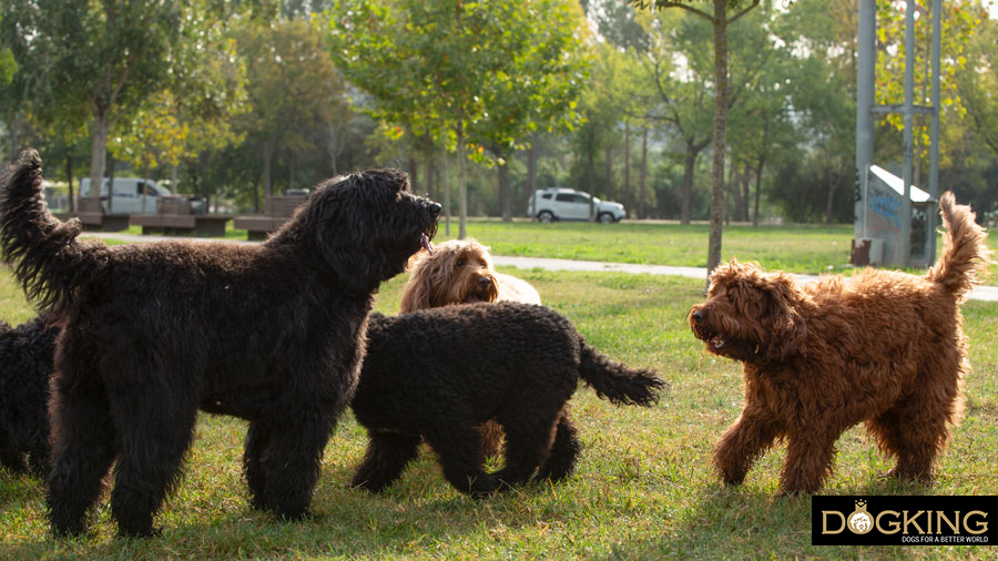 Dogs' personal space Dogs socialising