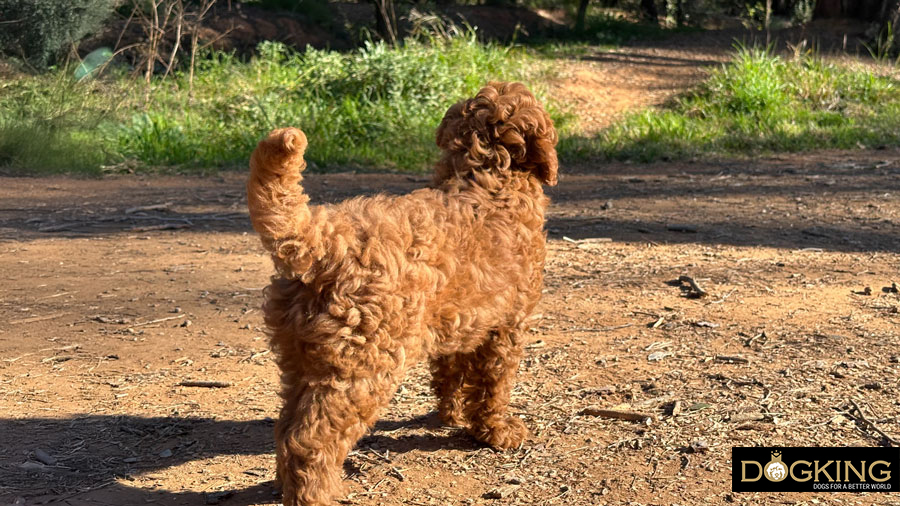 Choisir le meilleur endroit Chien cherchant un endroit pour faire ses besoins