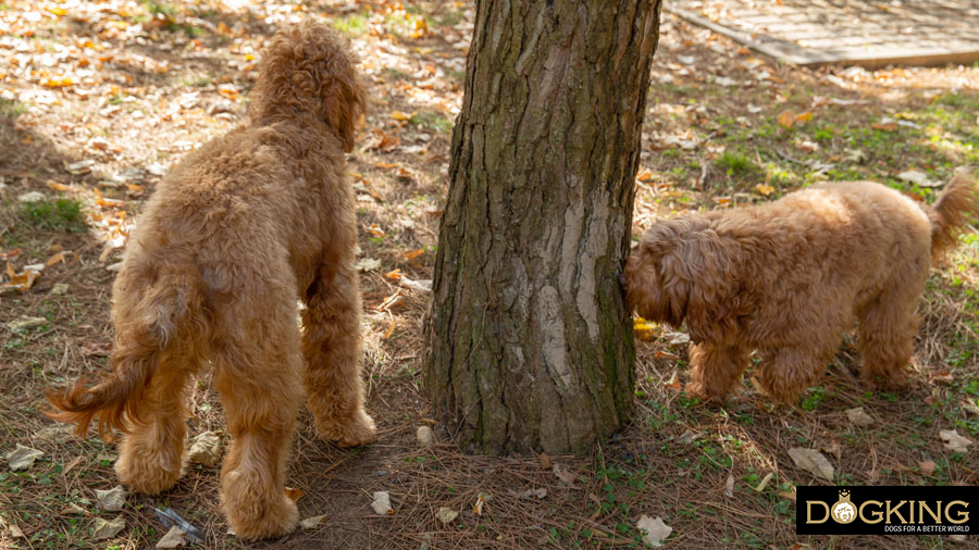 Votre chien identifie des signaux à travers les traces d'autres chiens Chien identifie des signaux à travers des traces d'autres chiens
