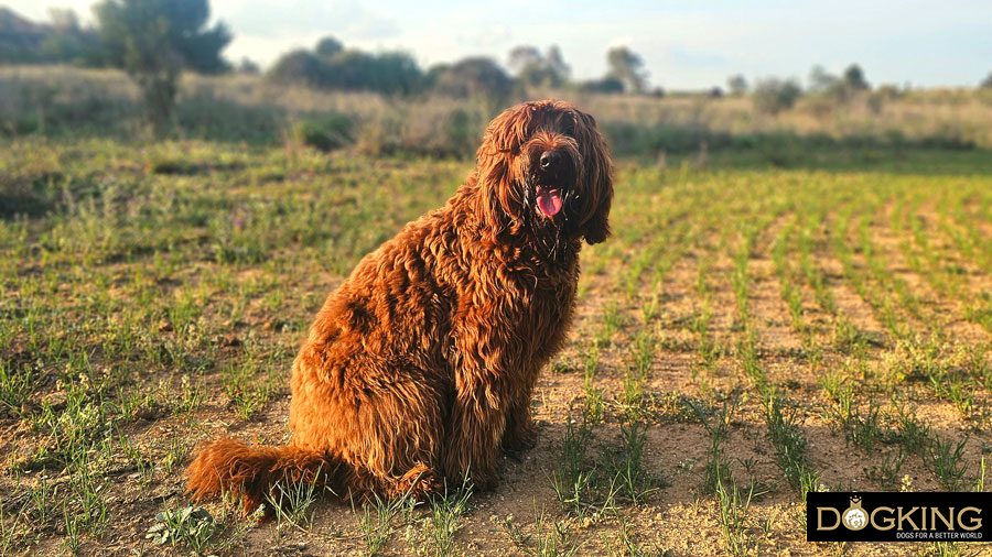 Chien qui attend Chien attendant pour faire ses besoins.