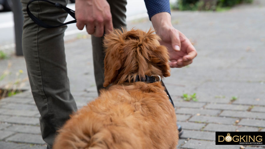 Promenade avec chien Chien retardant le moment de faire ses besoins.