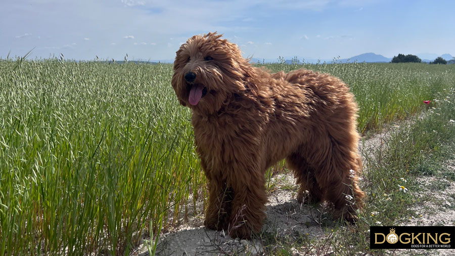 Chien cherche endroit Chien cherchant un endroit tranquille pour faire ses besoins.