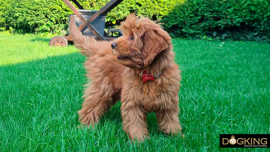 Chien distrait Chien distrait pendant la promenade.