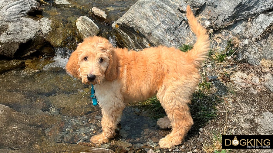 Chien tourne Chien tourne en rond avant de faire ses besoins.