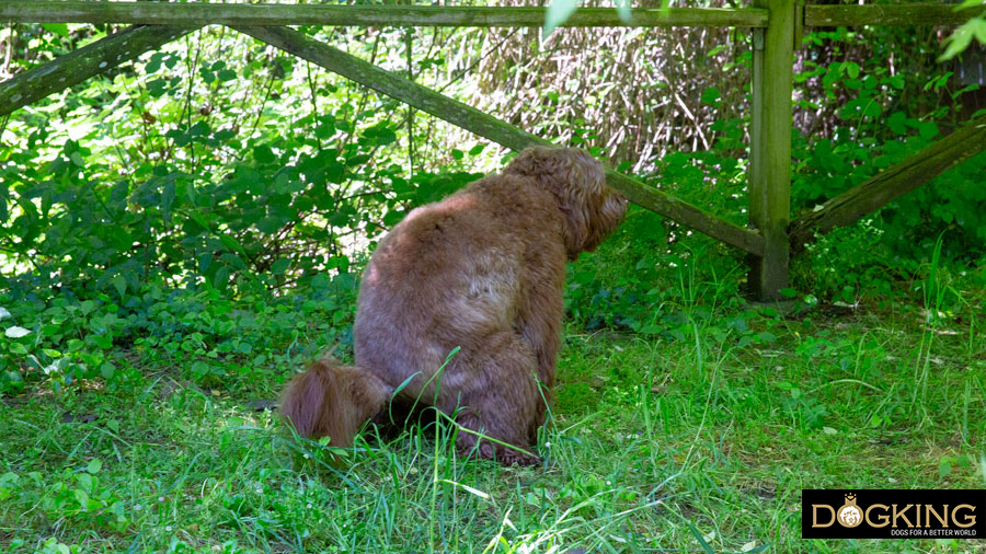 Pressant mon chien Chien faisant ses besoins