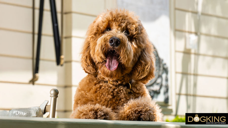 Image of an Australian Cobberdog