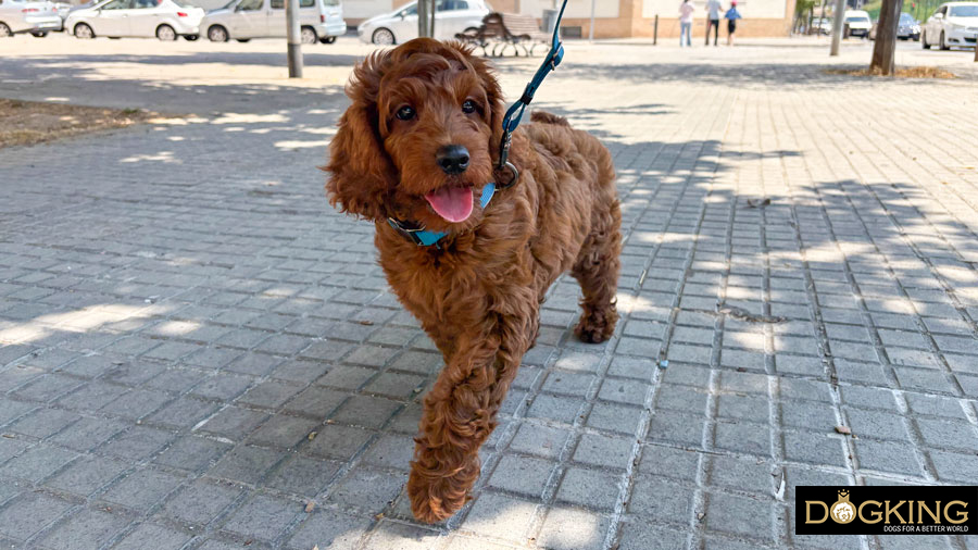 Puppy walking on a leash