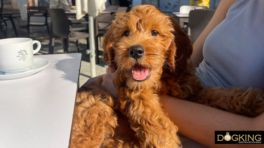 Puppy with its owner