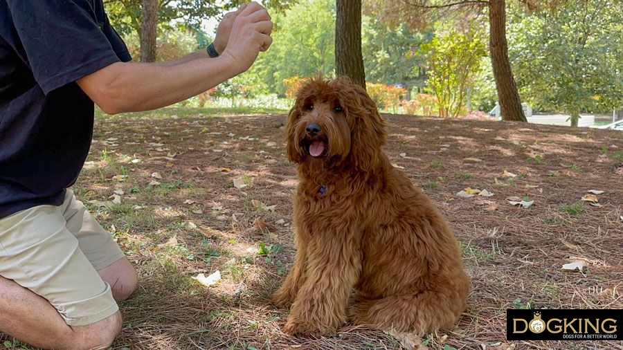Dog training with its owner