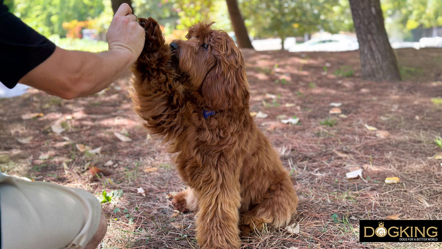 Dog training for the test