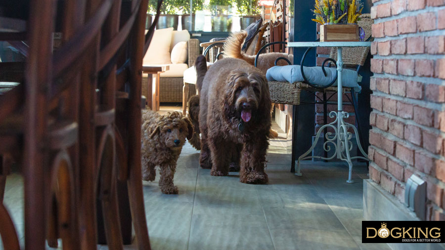 Puede quedarse mi perro solo a casa Perros solos a casa