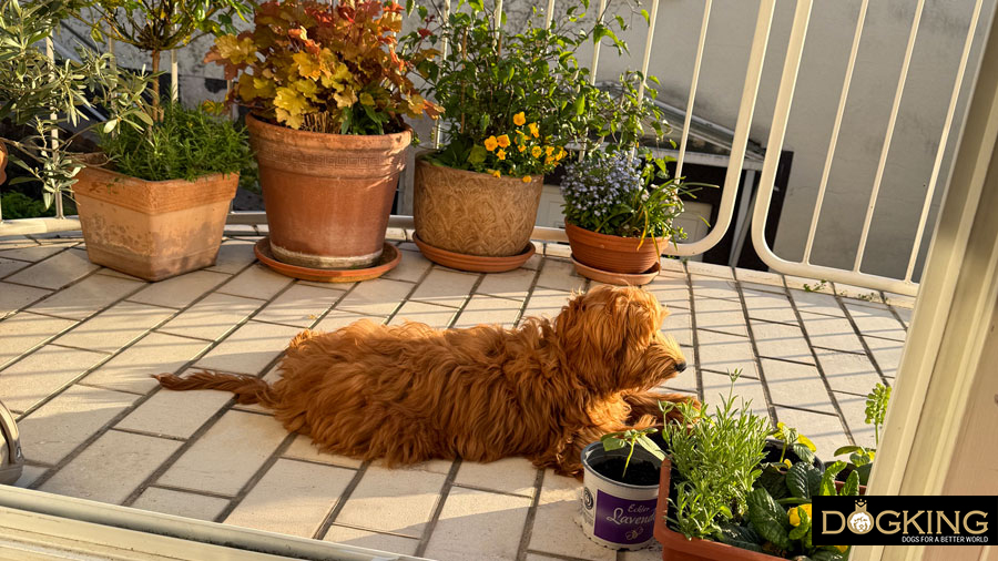 Tiempo de soledad Perro en casa solo mucho de tiempo