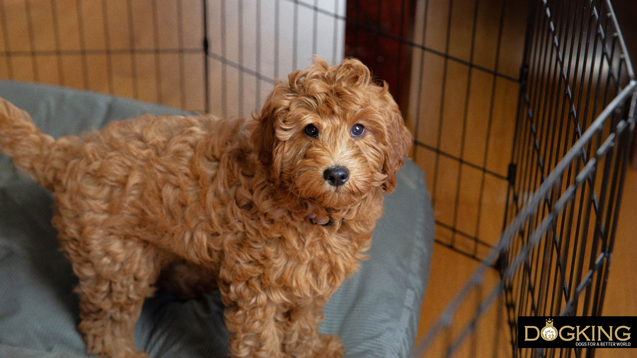 Cuánto tiempo puede estar Cachorro solo en casa