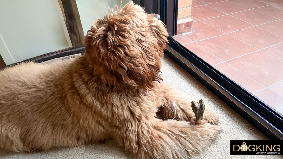 Horas de soledad Perro esperando a su dueño en casa