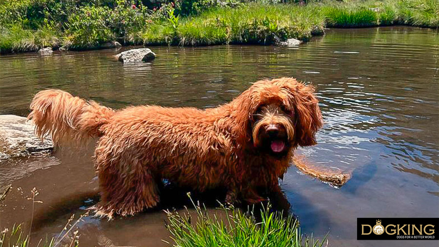 Paseos importantes Perro disfrutando del agua