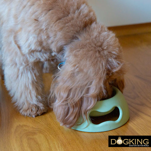 Diet and supplements for dogs that practice canicross.
