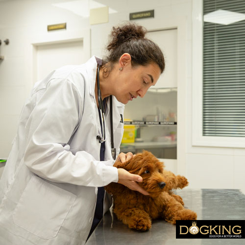 Dog having a veterinary check-up before practicing canicross.