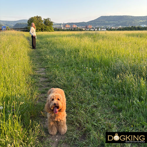 Dog progressively training for canicross.