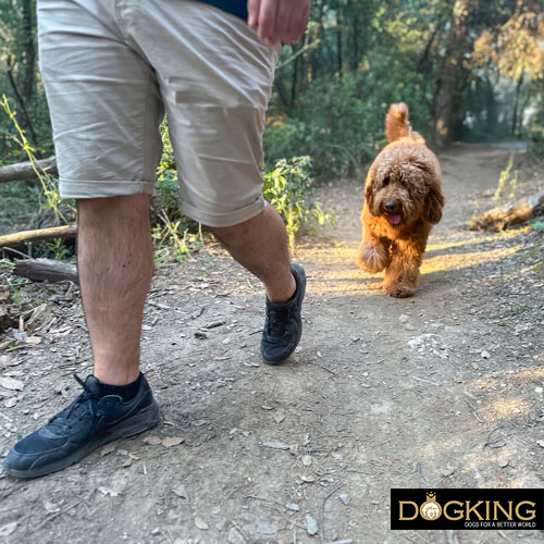 Puppy waiting until the right age to practice canicross.