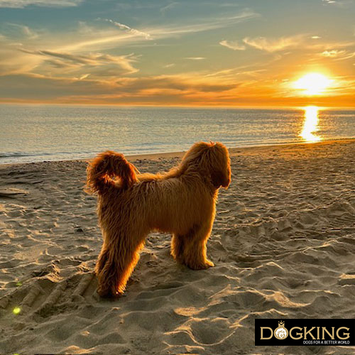 Avoid running with your dog in high temperatures.