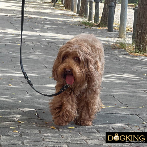 Dog learning to pull during canicross training.