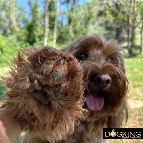 Checking the dog's paws before and after canicross practice.