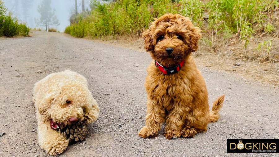 Dog acting on instinct.